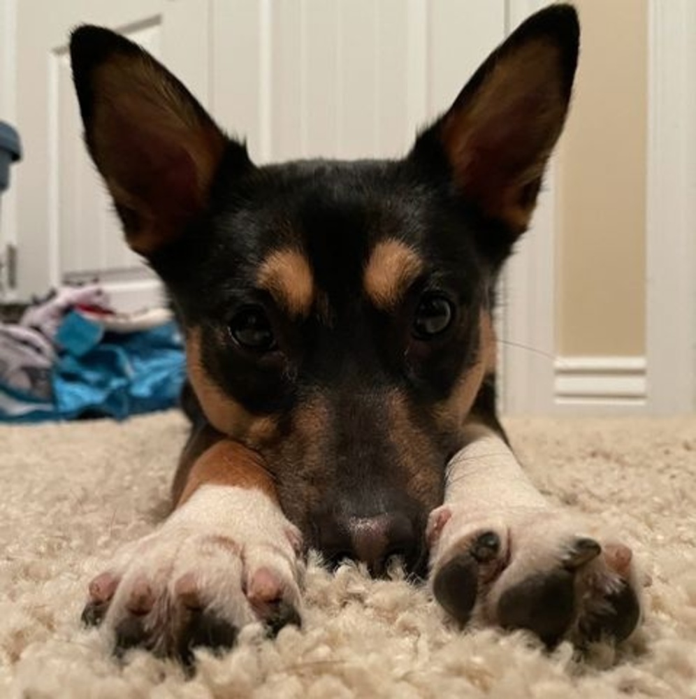 Meet your Posher, Kiley